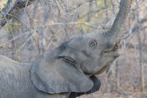 Formule «coaching gratuit»