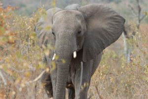 Formule coaching oraux